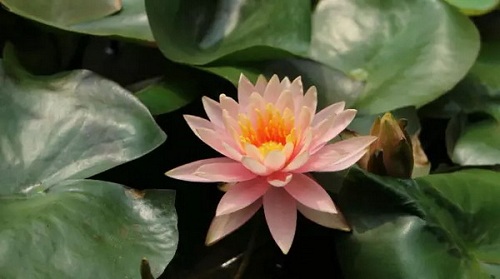甘坑寫(xiě)生歸來(lái)丨流淌的春光 美深畫(huà)室