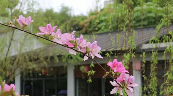 甘坑寫(xiě)生歸來(lái)丨流淌的春光 美深畫(huà)室