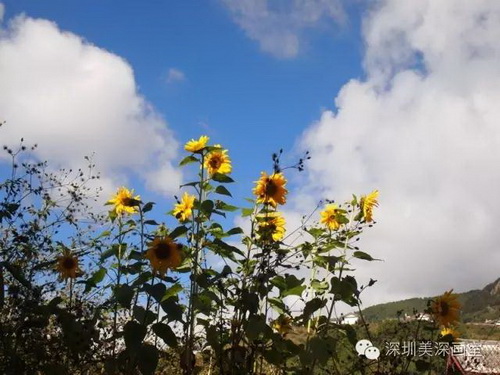 云南寫(xiě)生第1站丨麗江的柔軟時(shí)光 美深畫(huà)室